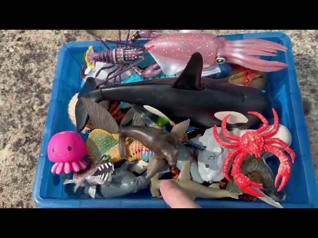 River Adventure - Finding Sea Animal Toys for Kids