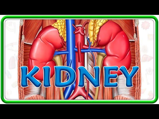 Anatomy of Kidney Animation | External features, Relations, Neuro vascular Supply and Histology