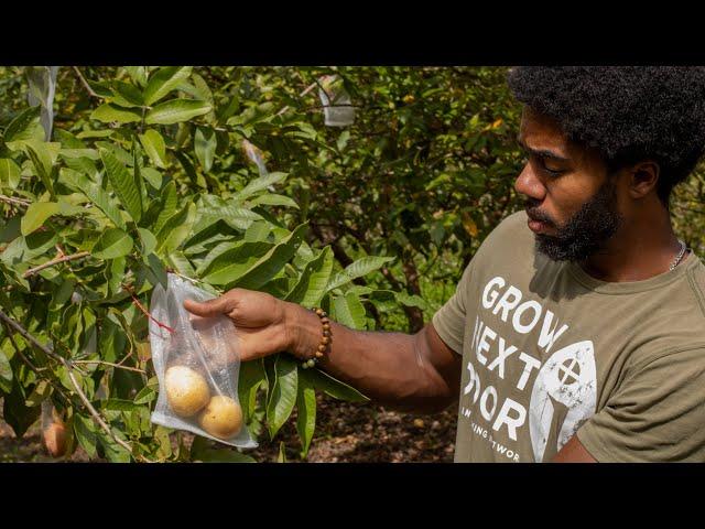 Protecting Your Farm's Fruit Production: A Guide To Fruit Bagging