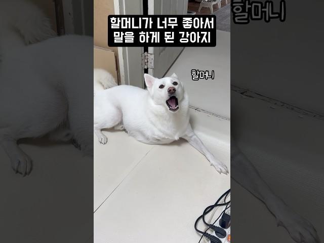 할머니가 너무 좋아서 말을 하게 된 강아지 #shorts
