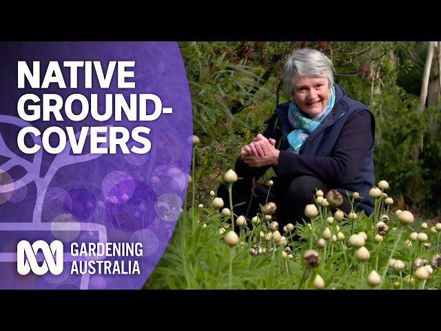 The best native groundcover plants for your garden | Australian native plants | Gardening Australia