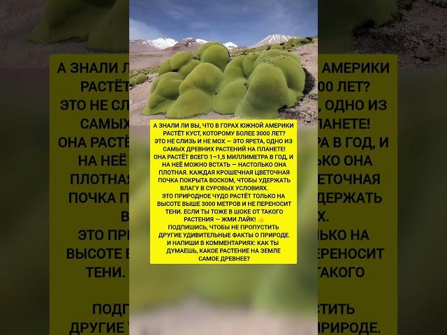 ЭТО НЕ СЛИЗЬ, А СУПЕРКУСТ! Растение, которое старше всех и растёт 1 мм в год! Интересные факты.