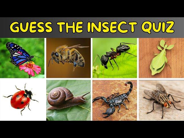 Guess The Insect Quiz | Insects Quiz