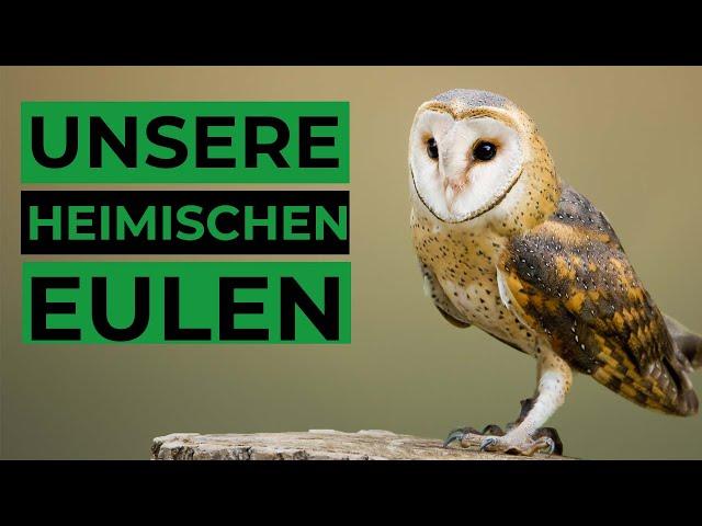 Häufige Eulen und ihr Gesang / Ruf