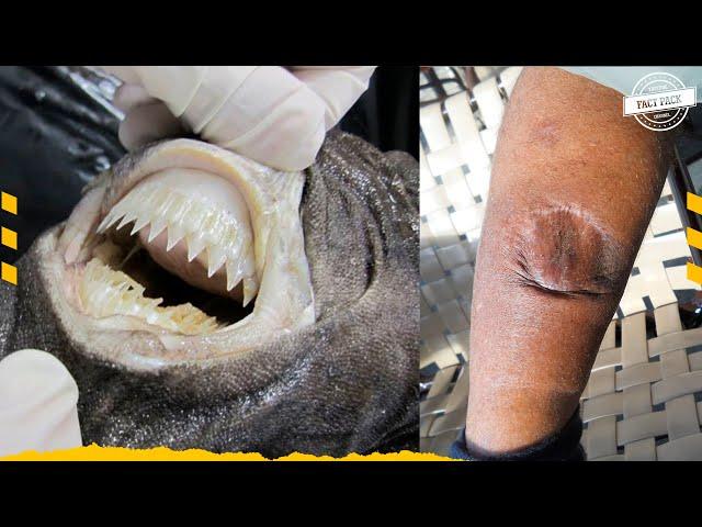 A Shark That Doesn't Kill To Eat | Cookie Cutter Shark