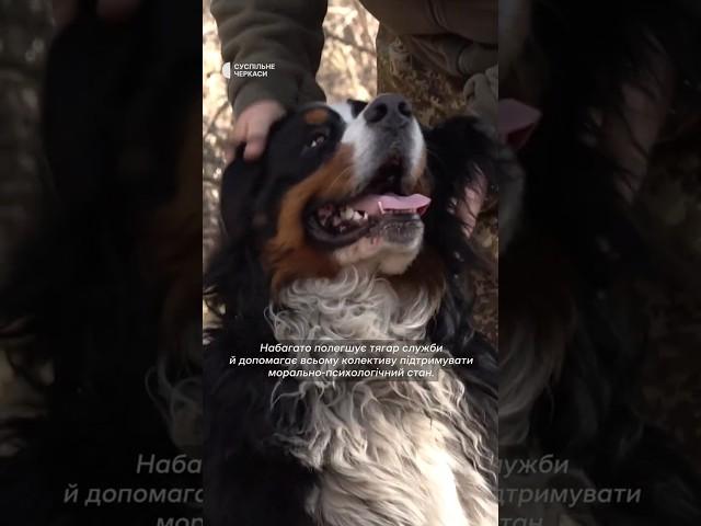 Мамбо й Джамбо #life #war #shorts #crimea #крим #dog