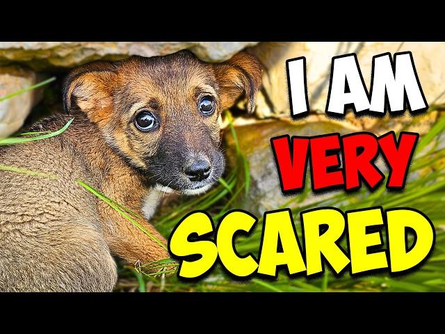 We Rescued a Scared Puppy