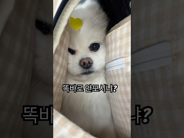 출퇴근 같이하는 김뚜니 잘지내고 있어요 ㅎㅎ