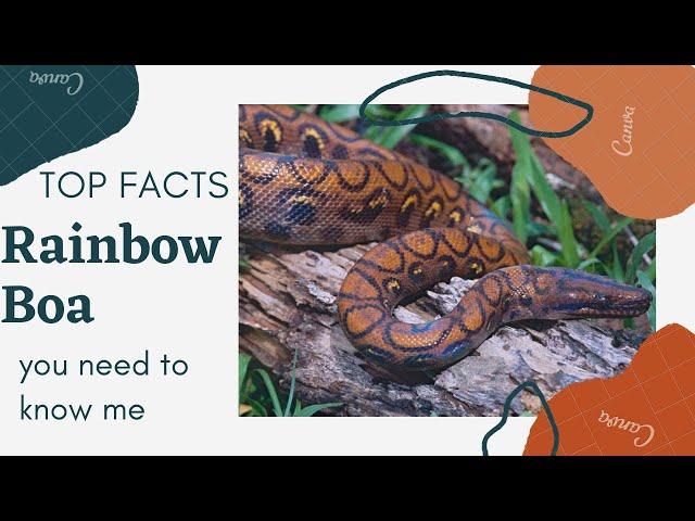 Epicrates Cenchria facts  Rainbow Boa  Slender Boa  endemic to Central and South America