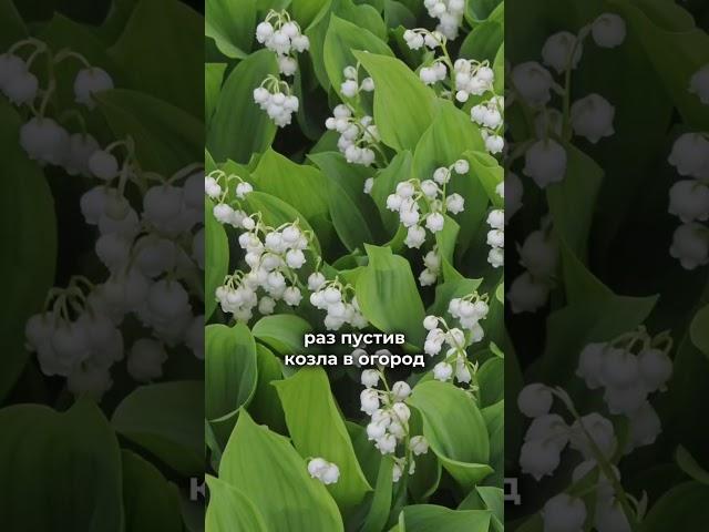 Эти растения лучше не сажать  #современныйсад #малоуходныйсад