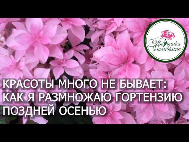 Гортензий много не бывает.  Как получить много гортензий, практически, из отходов