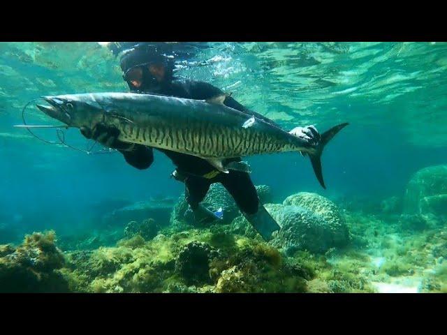 KING MACKEREL SEASON!!! BANTON SPEARFISHING'PHILIPPINES