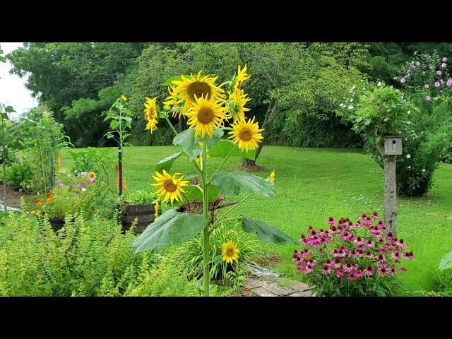 Harvesting | Preserving | Garden Tour #6 | #everybitcountschallenge