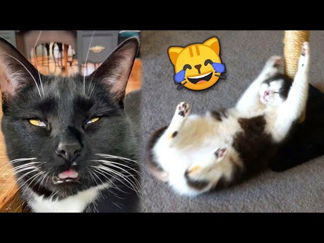 Funny CATS REACT to Catnip №2  TikTok Compilation 2023 | JoysPets