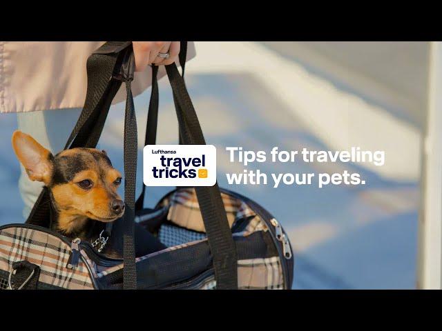 Tips for traveling with your pets | traveltricks with Lufthansa| Lufthansa