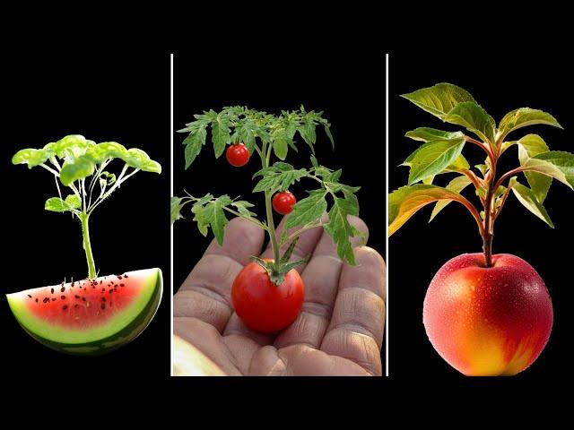 Plants Growing in Front of YOUR EYES - 1101 Days JUST 12 minutes