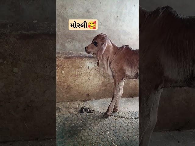 આવા વીડિયો જોવા સસ્ક્રાઈબ કરો #music #gircowgujarat #jaydwarkadhish  #cow #lovers #vachdi