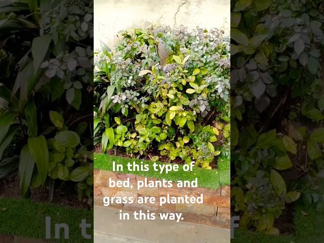 Such plants should be planted in the bed and grass should be planted on the uppar sides foryou#video