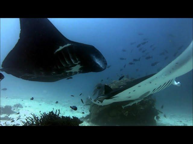 THE BEST DIVING IN THE WORLD - RAJA AMPAT || RINTO ARIYADI