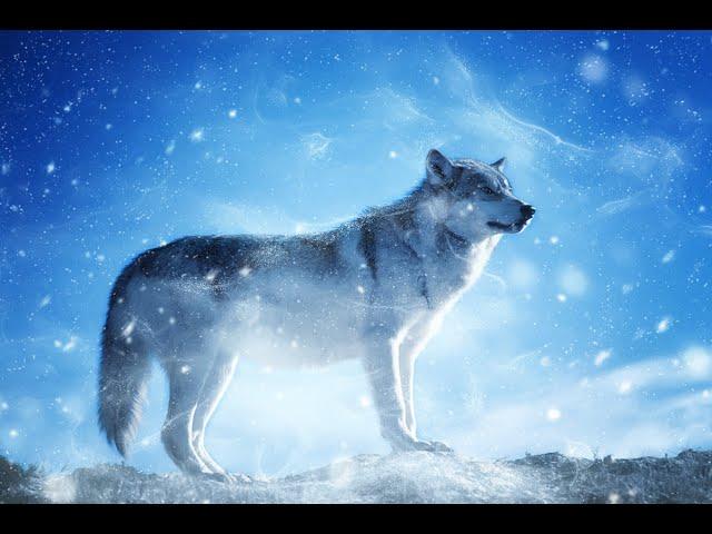 Maria Daines ~ Lullaby of Wolves