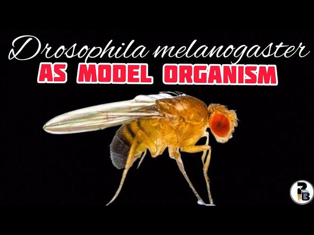 Drosophila melanogaster: As a Model Organism @paperpenbiology