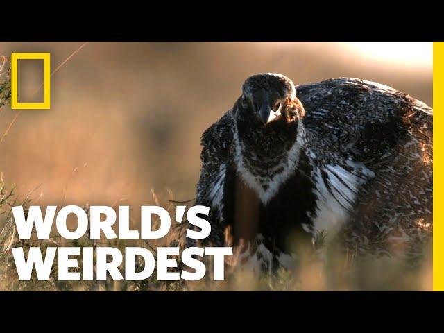 The Sage Grouse's Mating Strategy | World's Weirdest