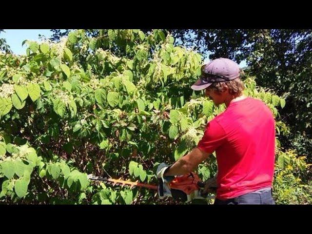 Invasive plant spreading across Michigan can harm your property