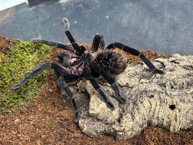 Xenesthis immanis, Purple Bloom  rehouse and care