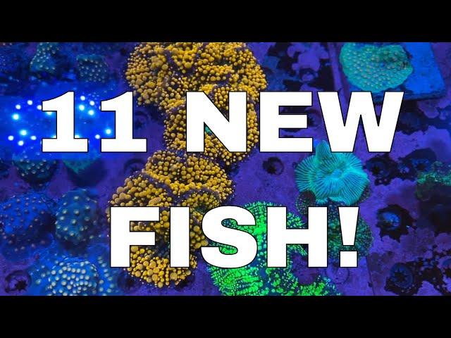 11 New Saltwater Fish Enter the Mega Build! The Good, The Bad and the Expensive