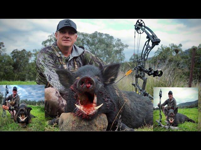 Boars everywhere (Bowhunting Australia)