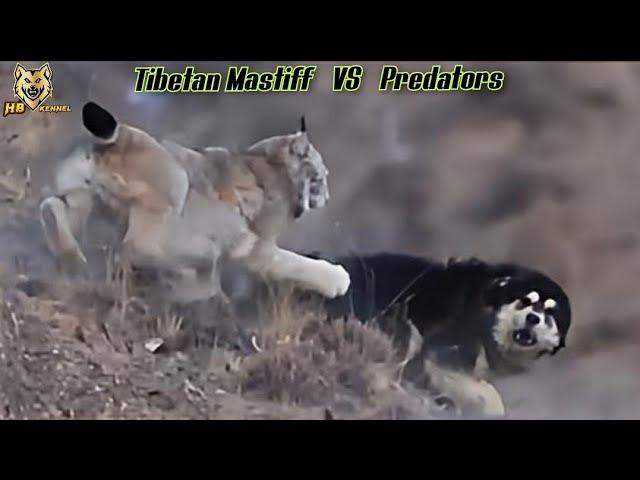 Tibetan Mastiffs: The Ultimate Predator Defense