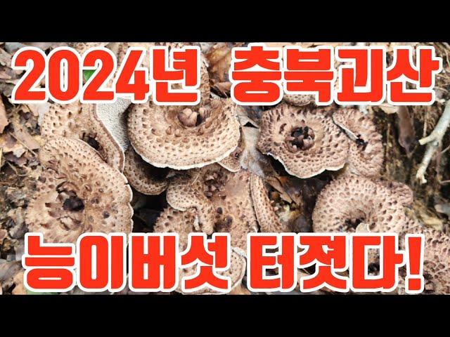 2024년 충북괴산 능이버섯 터졋다! 충북 능이 동향 !만발되기5일전 !! #송이버섯  #식용버섯 #독버섯