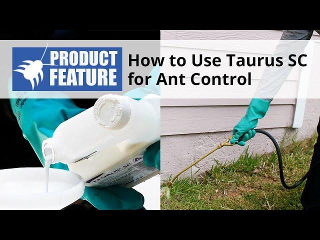 How to Use Taurus SC For Ant Control | DoMyOwn.com