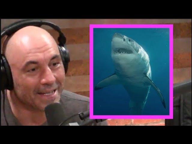 Joe Rogan on Shark Attacks