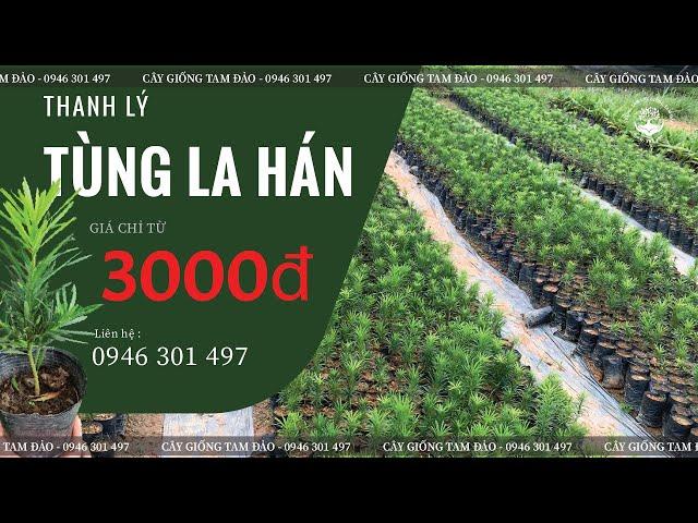 THANH LÝ TÙNG LA HÁN GIÁ CHỈ TỪ 3000d l Cây khỏe chất lượng tận nhà vườn Tam Đảo