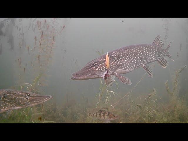 Amazing Underwater Footage! Ice Fishing NORTHERN PIKE with 5 of Diamonds!