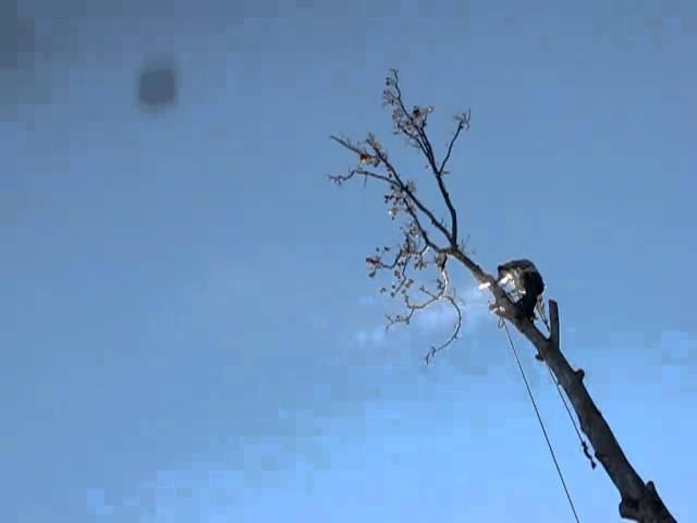 Tree Service Fairfax VA- Out on a Limb Tree Service 866-987-2288