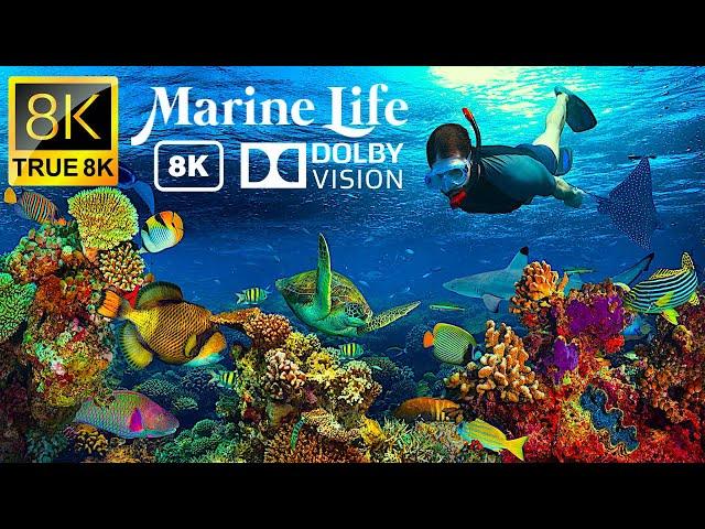 Marine Life 8K Videos Ultra HD 120 FPS | TRUE 8K - 8k UHD Videos