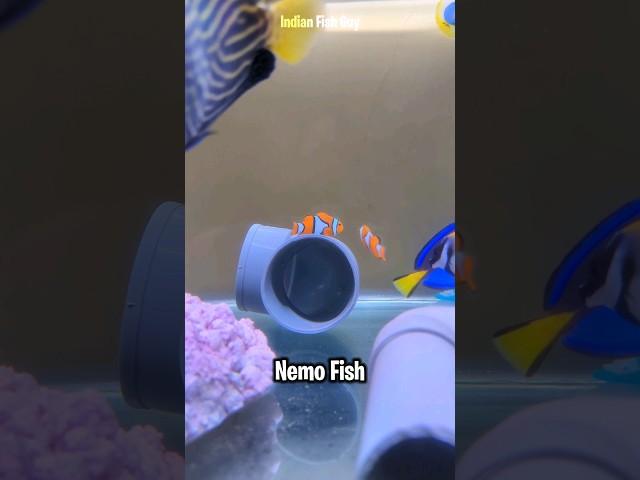 Finally Bought Nemo Fish for my Saltwater Aquarium #ytshorts #shorts