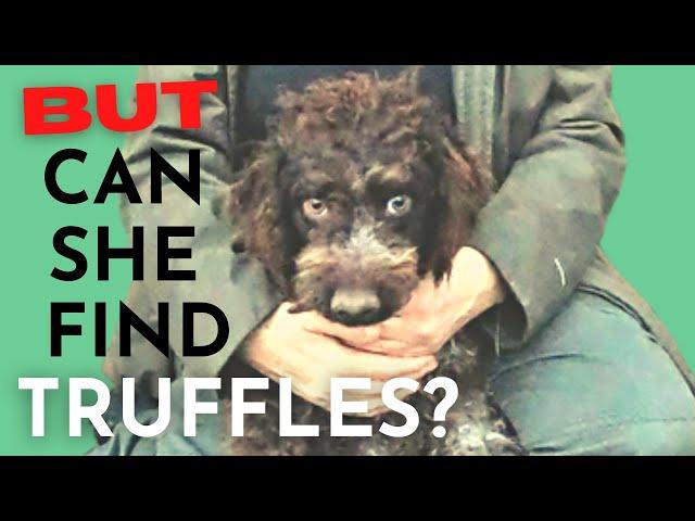 How Lagotto Truffle Training  REALLY works