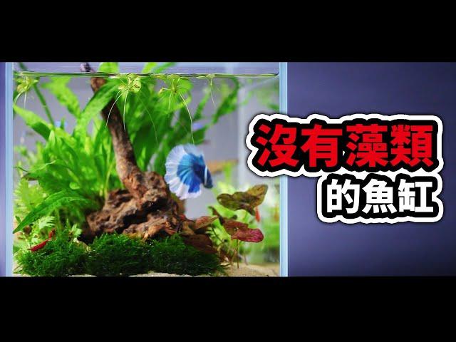 藻類清到崩潰？4招學起來再也不用除藻