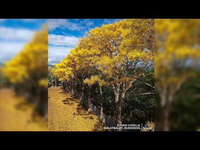 BP: Golden trumpet trees sa Malaybalay, in full bloom