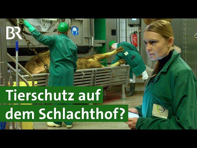 Als Tierärztin auf dem Schlachthof arbeiten | Tierschutz | Unser Land | BR