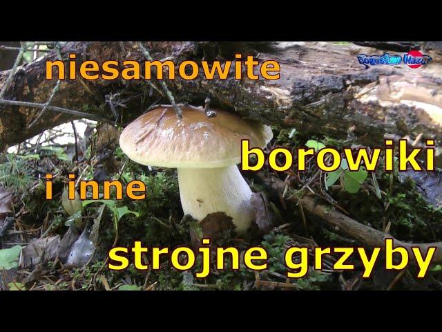 niesamowite borowiki i inne strojne grzyby