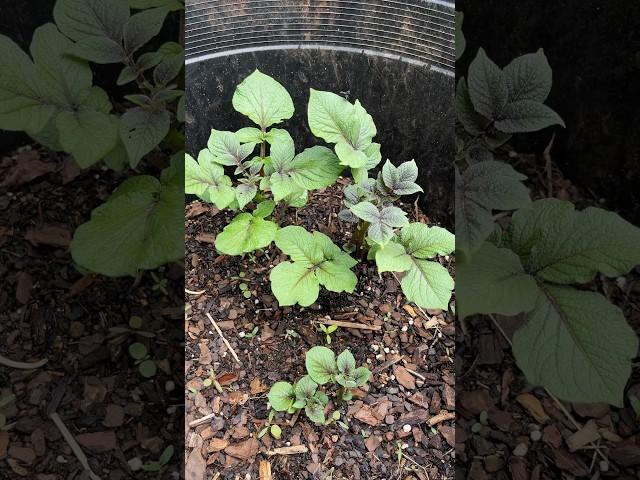 How to Grow #Potatoes in Containers | #Gardening for #Beginners | #farming #tips
