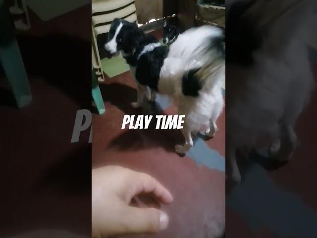 #playtime#my dogs #furmom of 7 aspin#animal lover #all nueterd and spayed