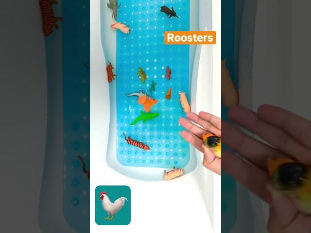 #roosters #hen #murga #bathtub #trendy #vira #kids