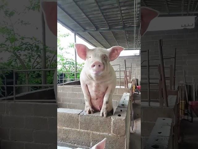 Pigs animals are eating feed in farm show #pig #pigeon #piggy #Pigs #pigment #PigsOfInstagram #funny