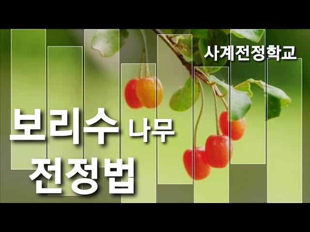 보리수나무 전정방법 #27사계전정학교