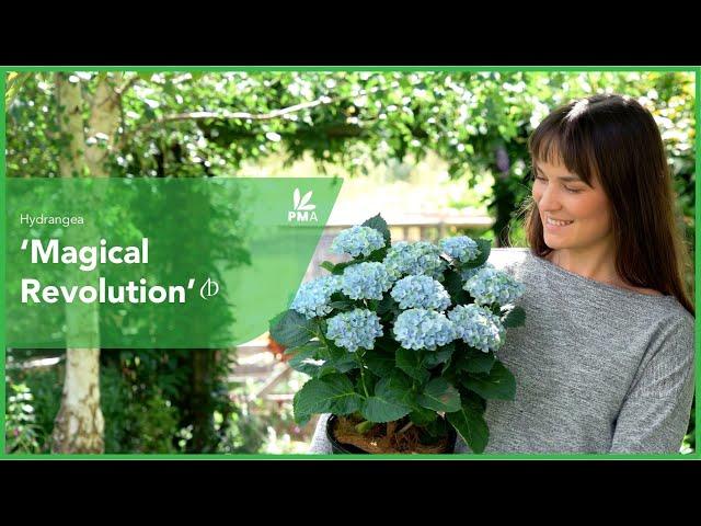 Longest Blooming Hydrangea: 'Magical Revolution' for 150 Days!